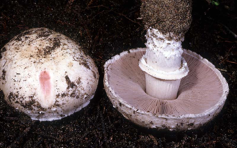 Agaricus benesii